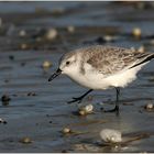 Sanderling