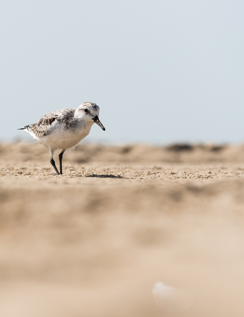 __sanderling__