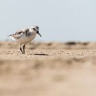 __sanderling__