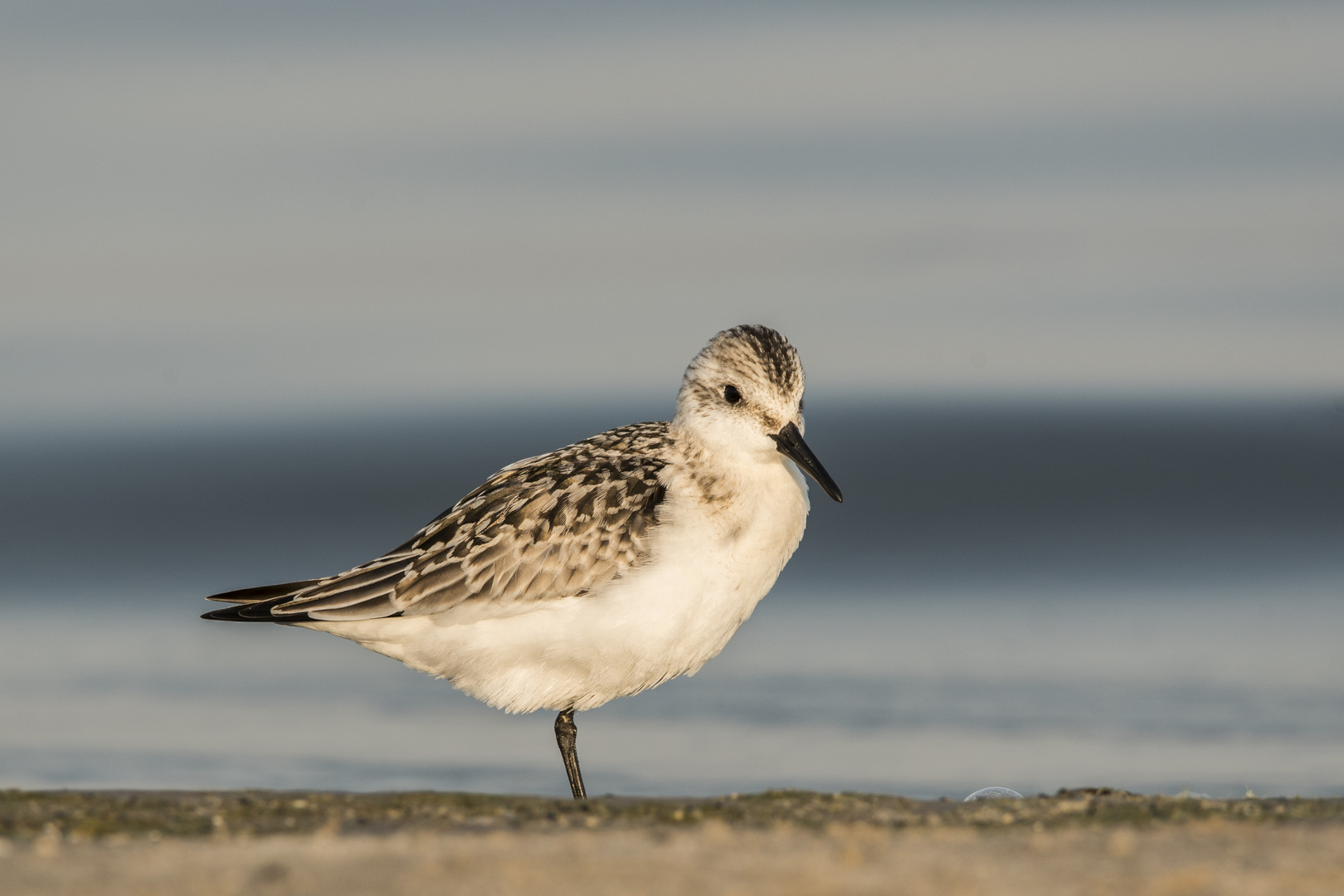 Sanderling