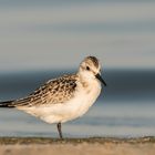 Sanderling