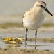 Sanderling