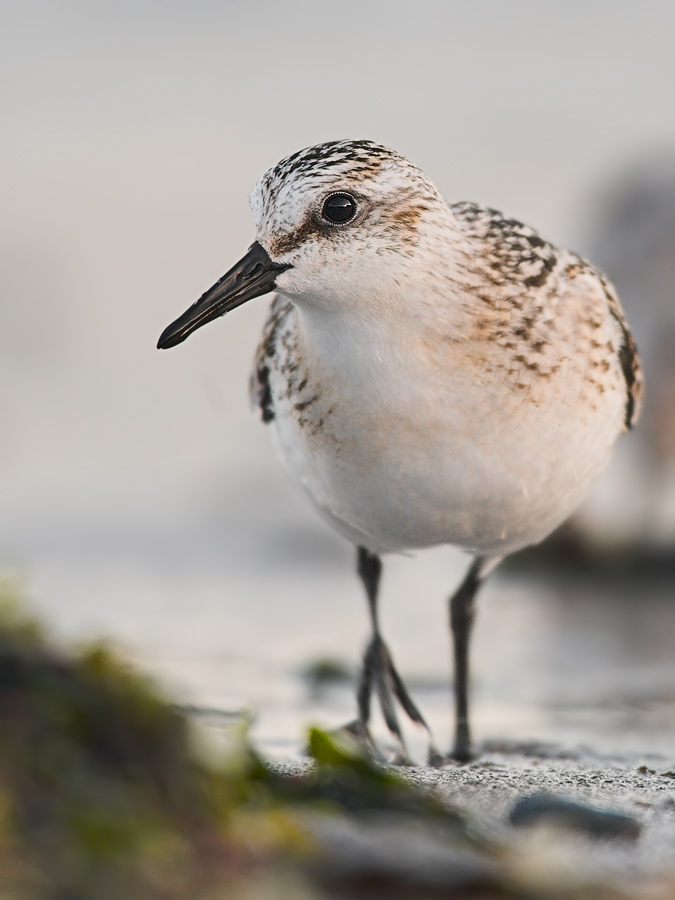 Sanderling