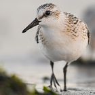 Sanderling