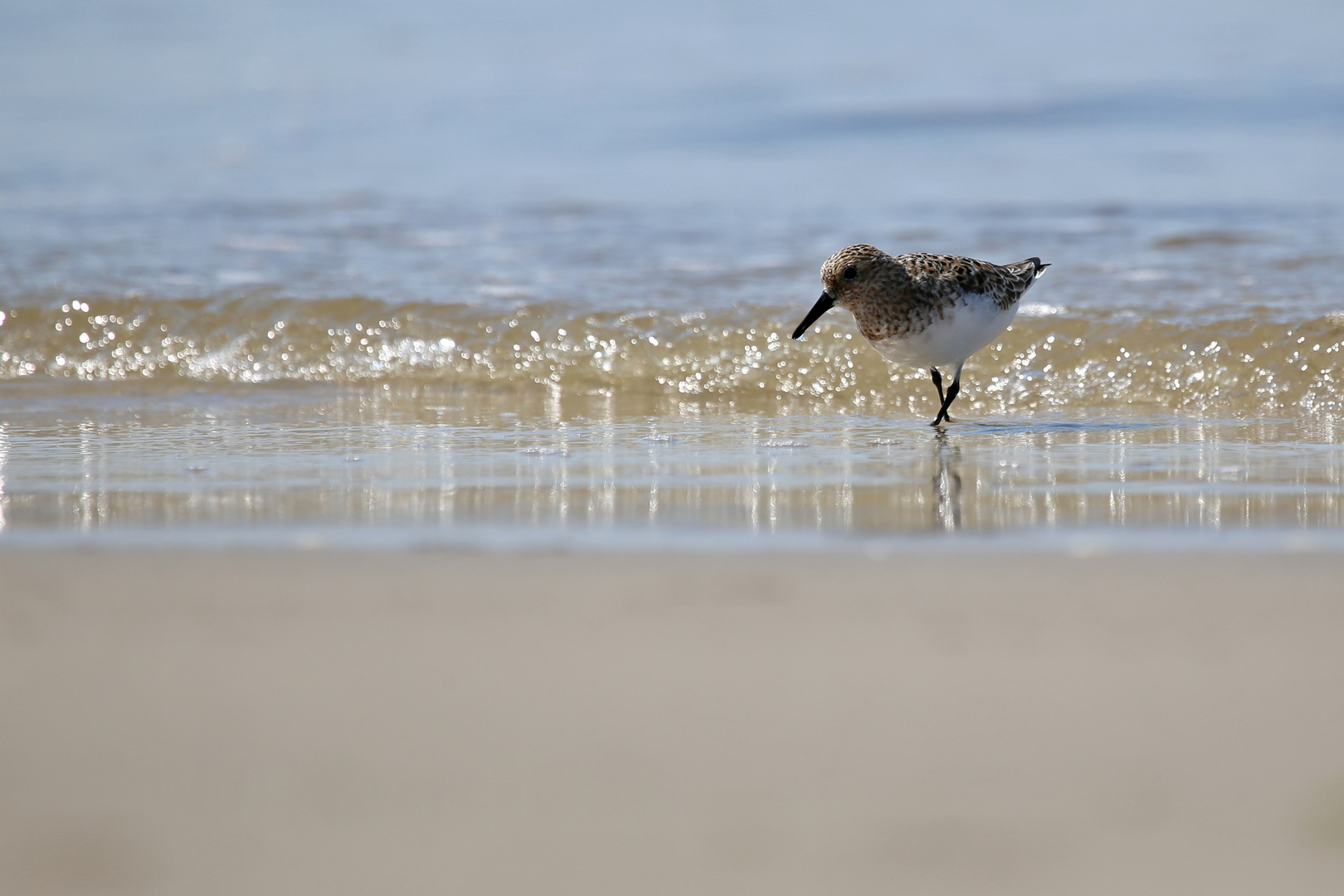 Sanderling