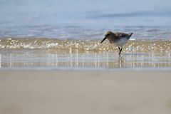 Sanderling