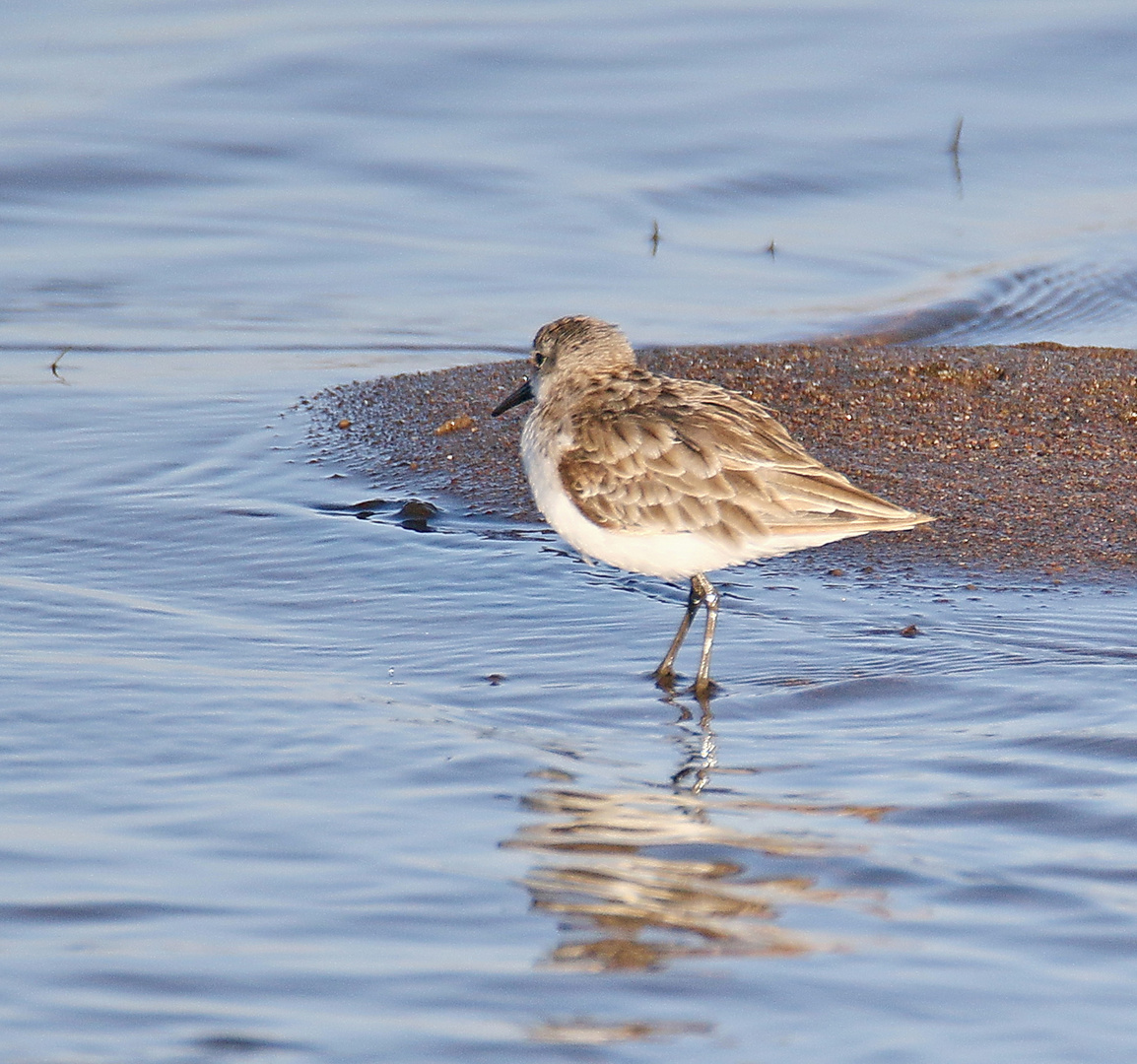 Sanderling Foto & Bild natur, vögel, wildlife Bilder auf
