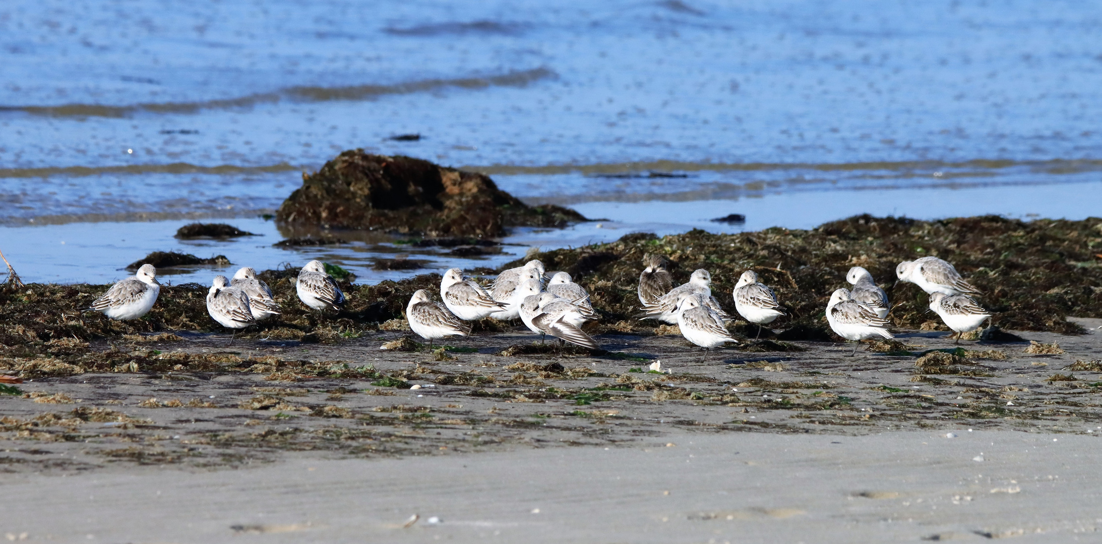 Sanderling