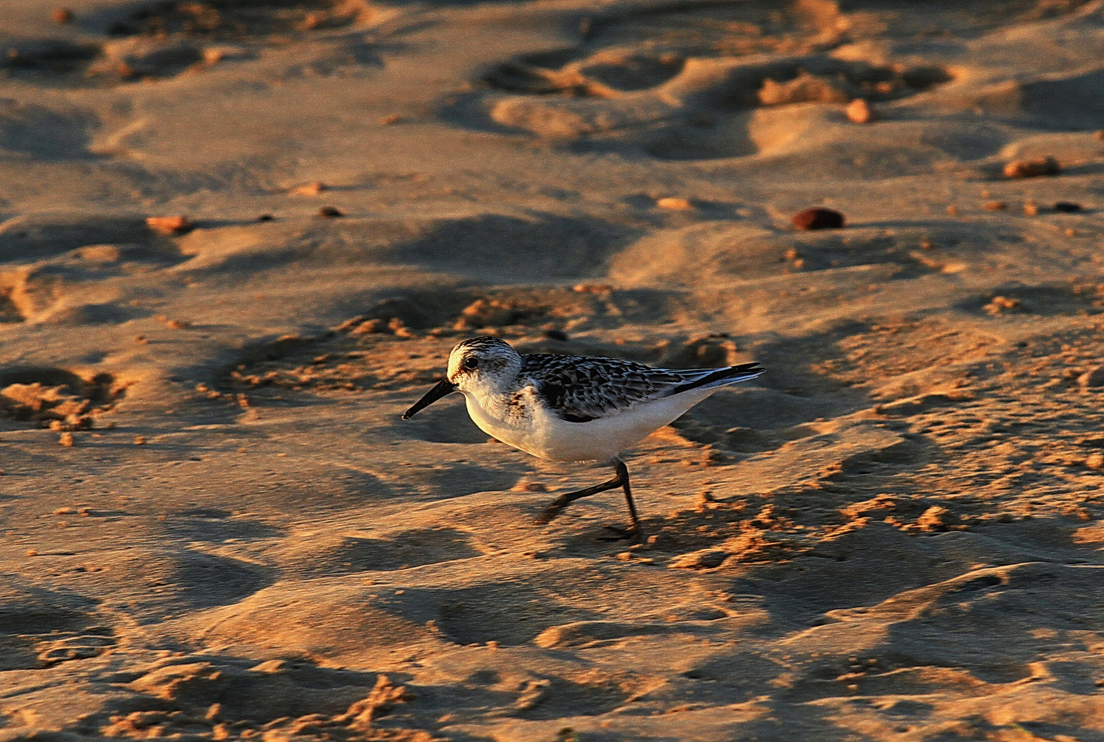 Sanderling