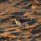 Sanderling