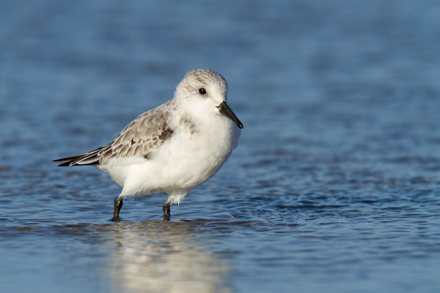 Sanderling