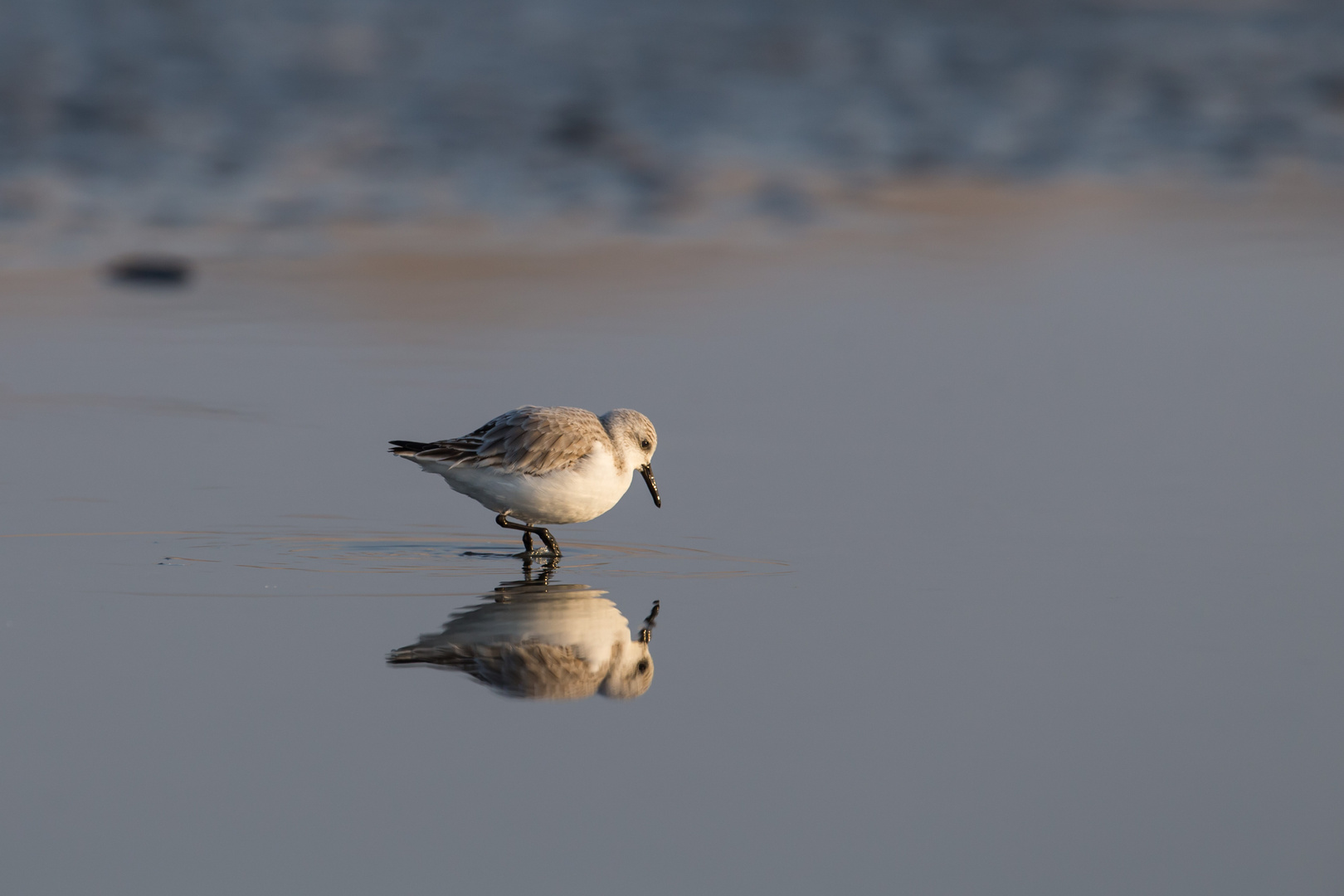 Sanderling