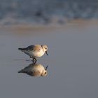 Sanderling