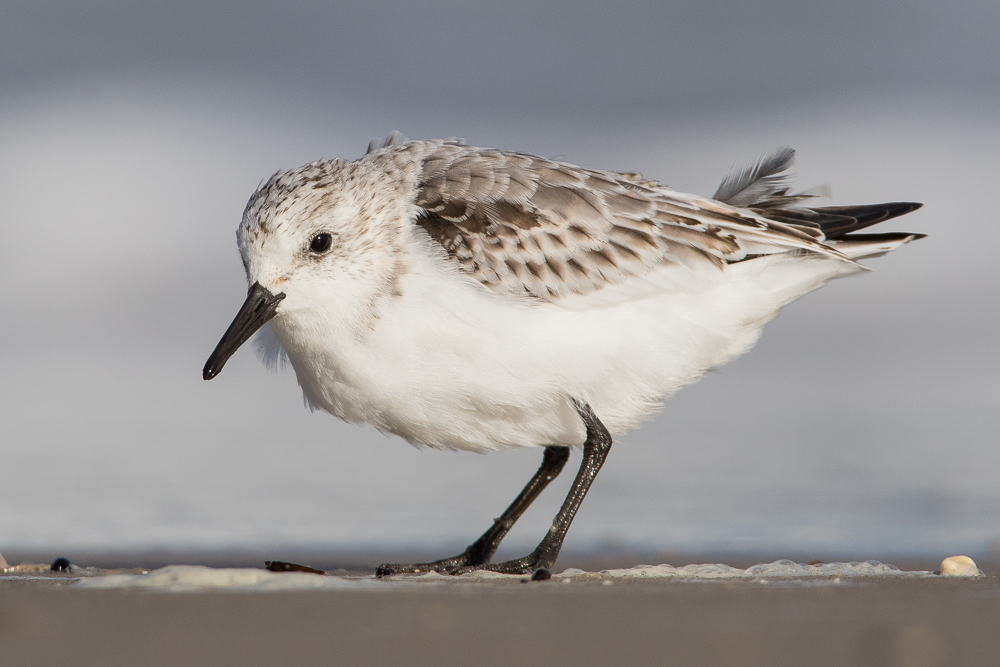 Sanderling