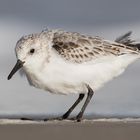 Sanderling