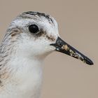 Sanderling 