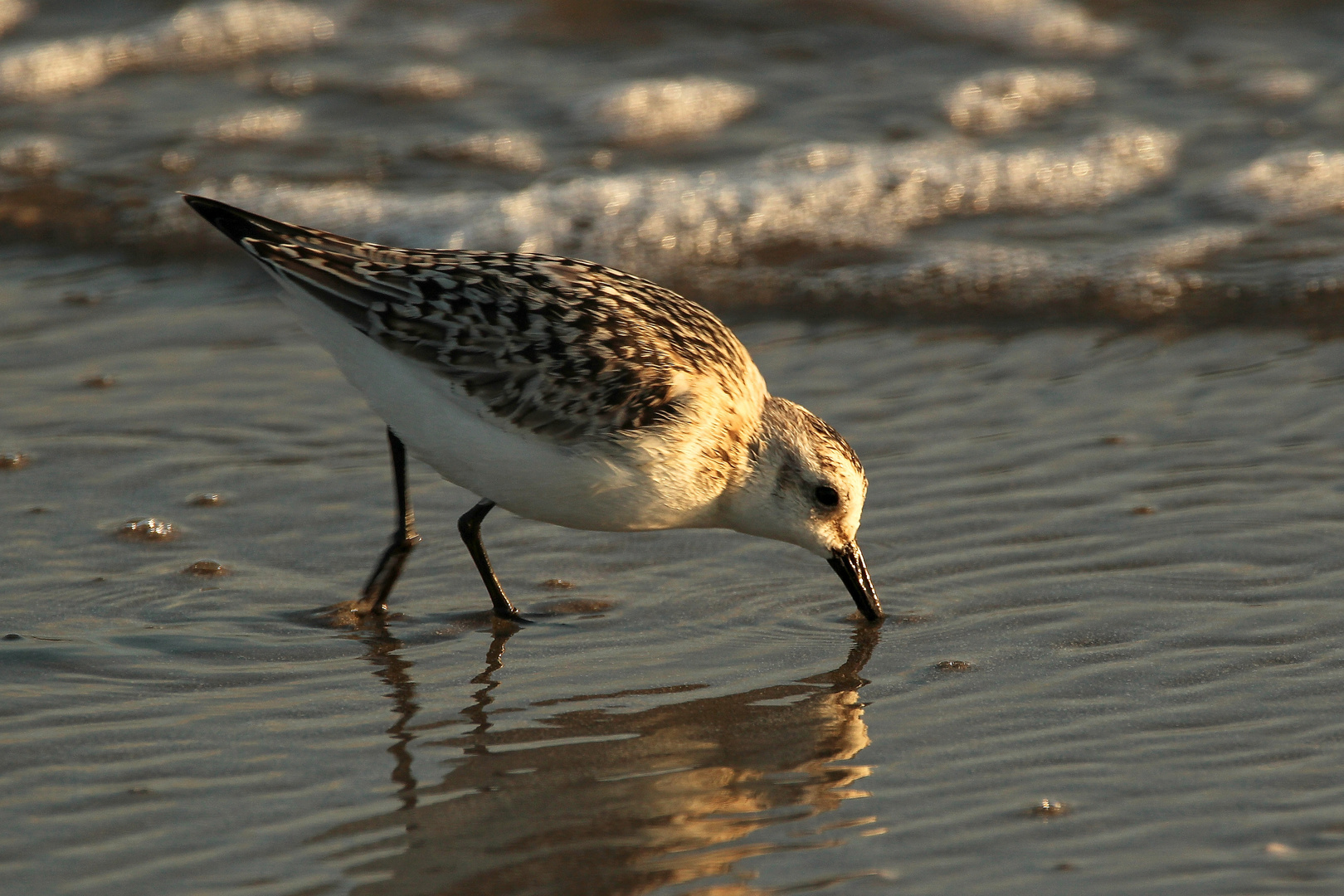 Sanderling