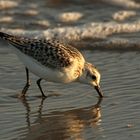 Sanderling