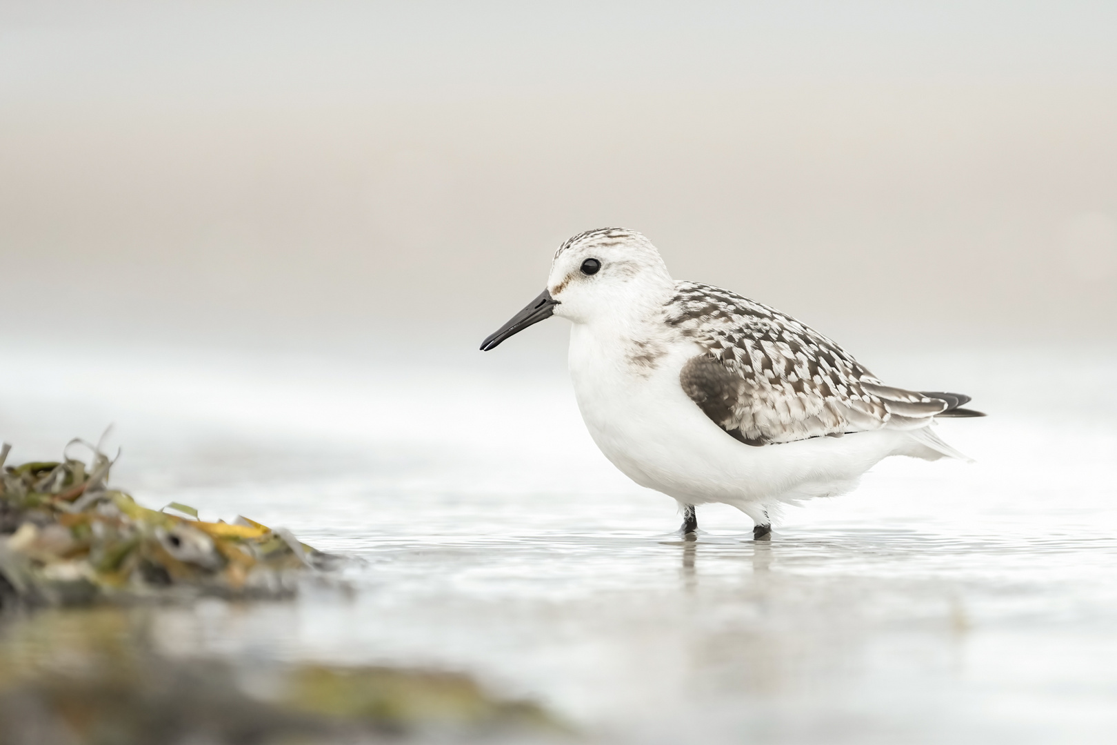 Sanderling