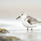 Sanderling