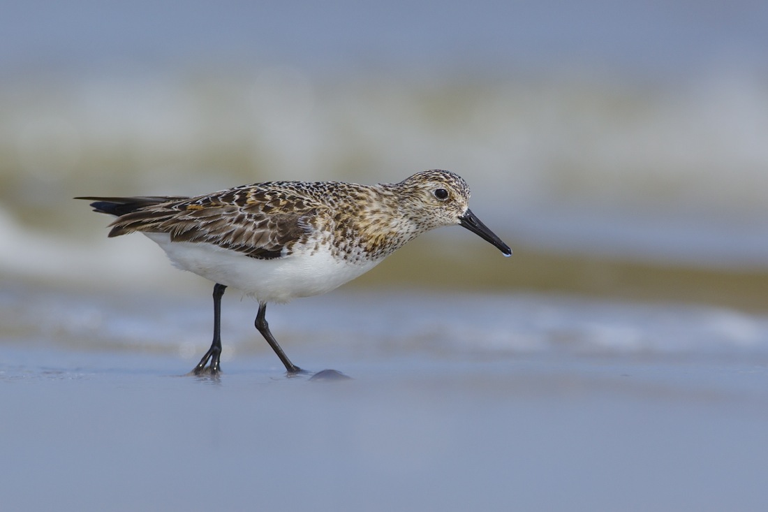 Sanderling