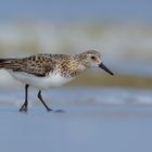 Sanderling