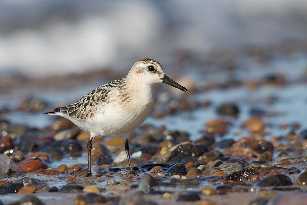 Sanderling