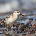 Sanderling