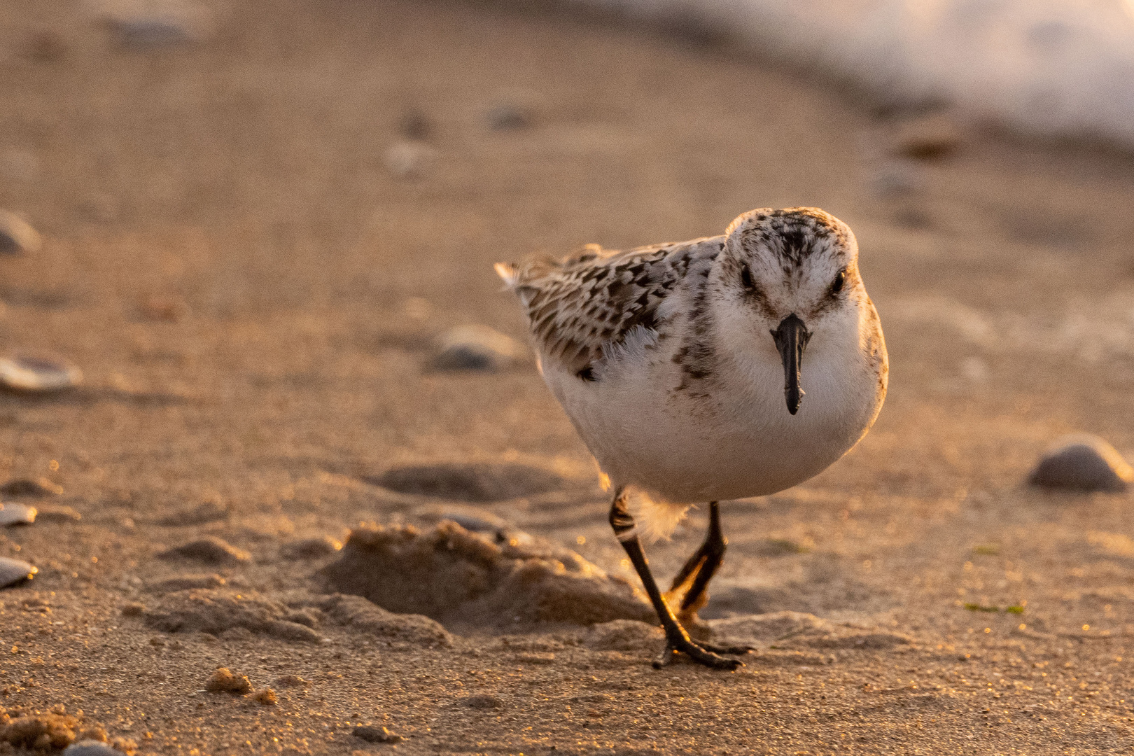 Sanderling