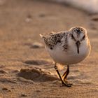 Sanderling