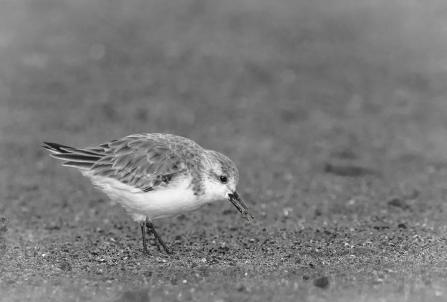 Sanderling