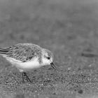 Sanderling