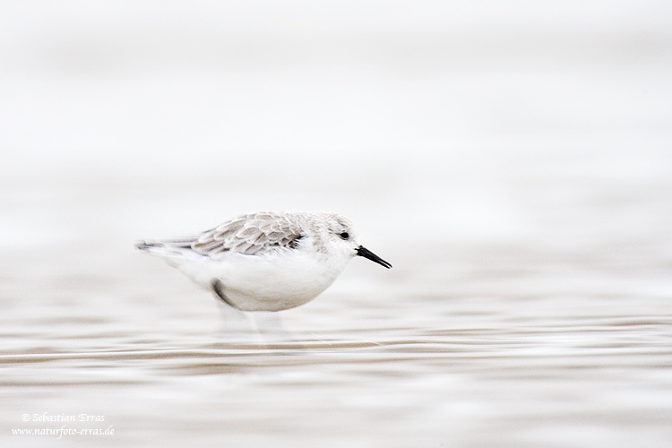 ~ Sanderling ~