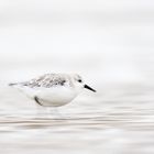 ~ Sanderling ~