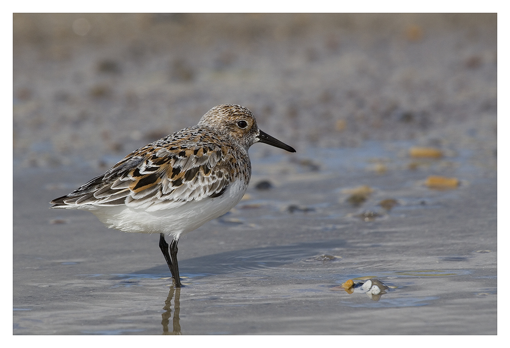 Sanderling