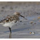 Sanderling