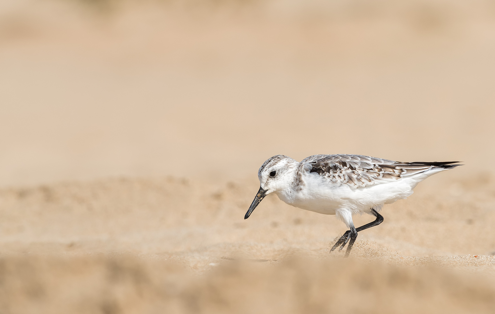 __sanderling__