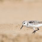 __sanderling__