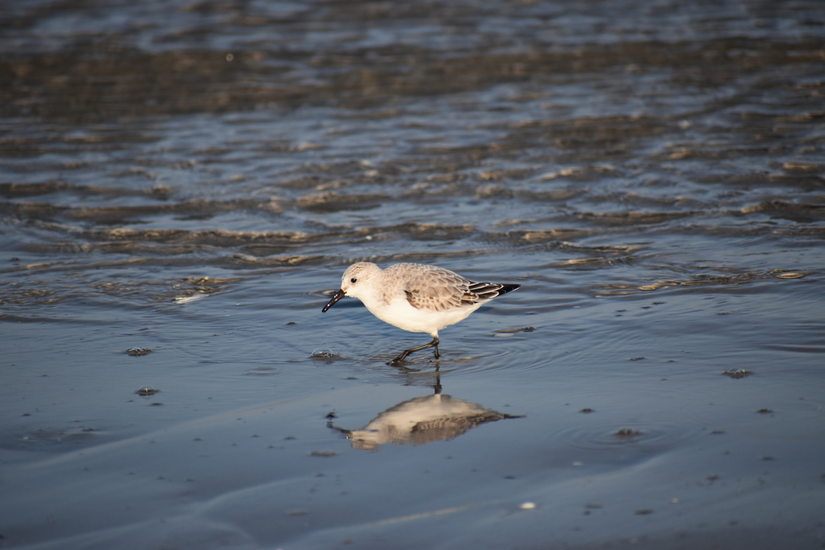 Sanderling