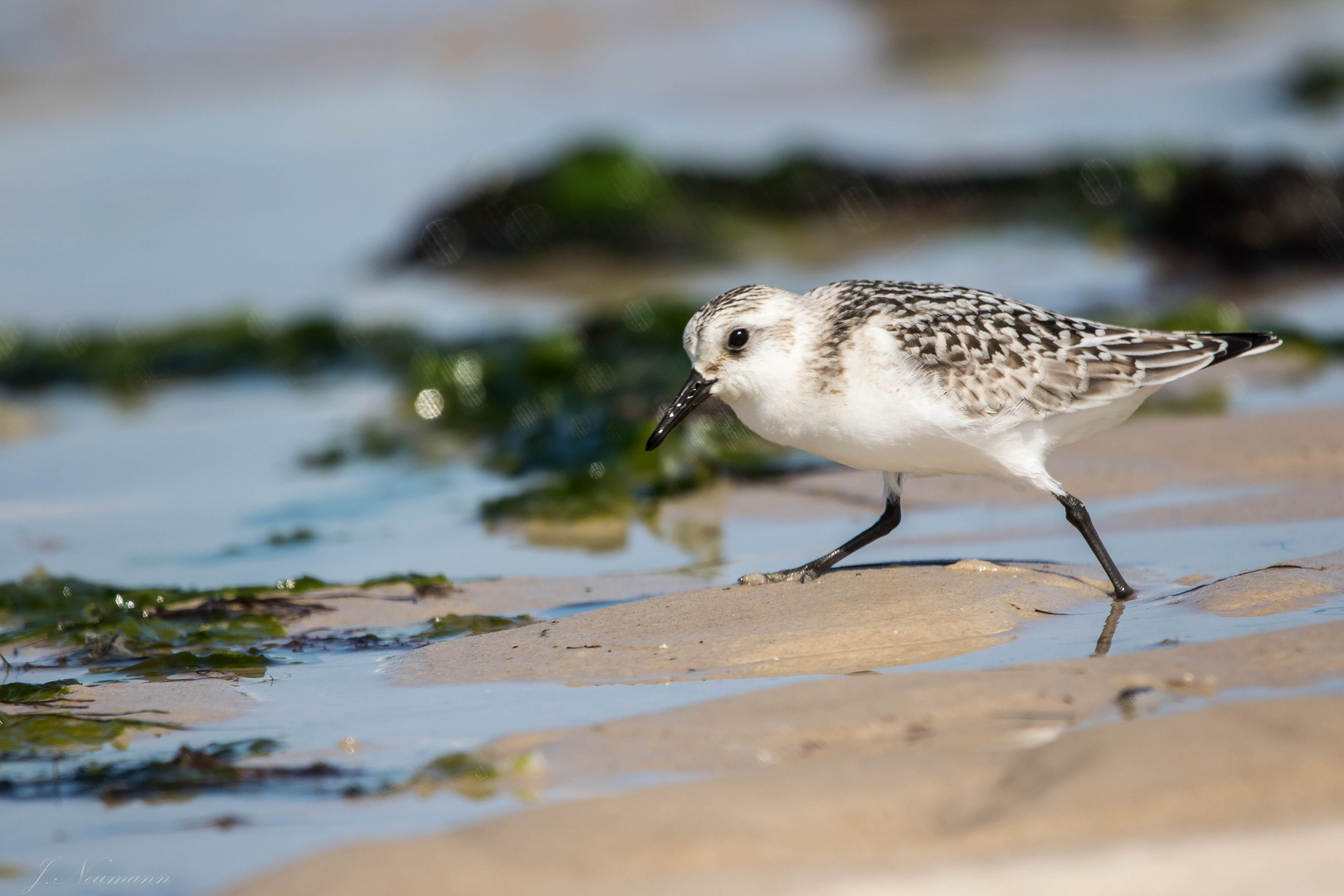 Sanderling