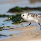 Sanderling