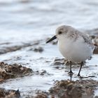 Sanderling