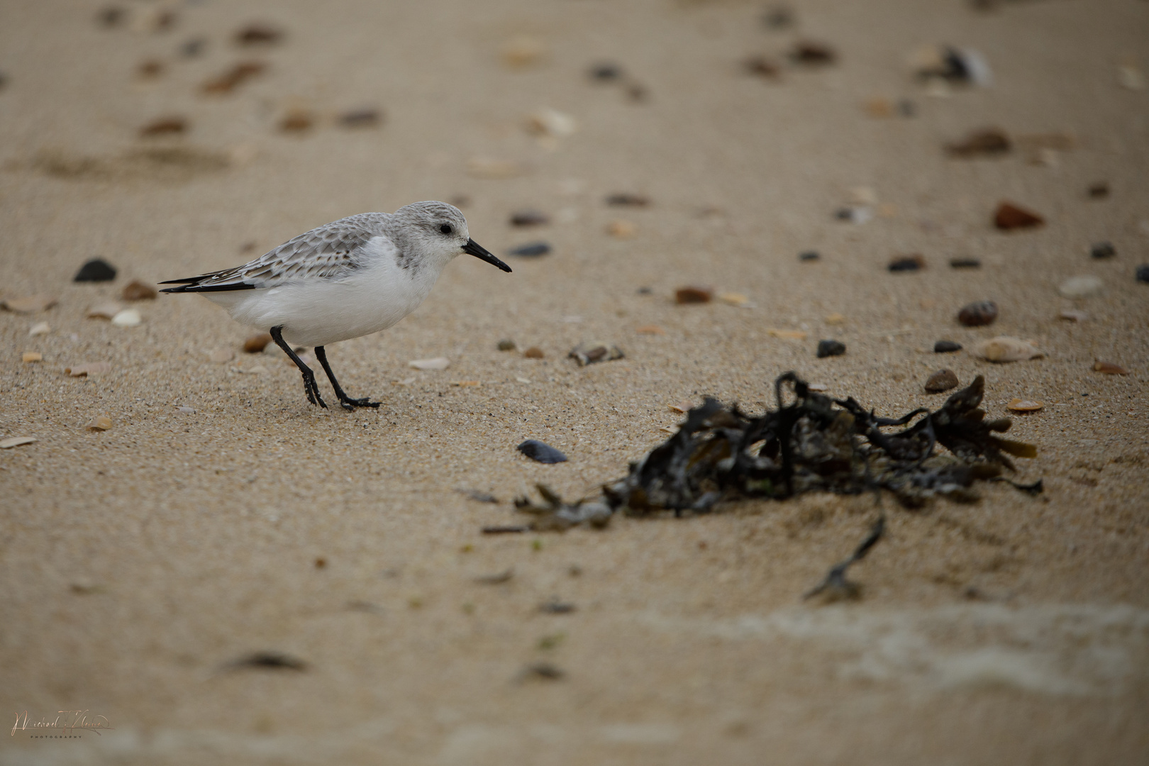 Sanderling