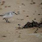 Sanderling