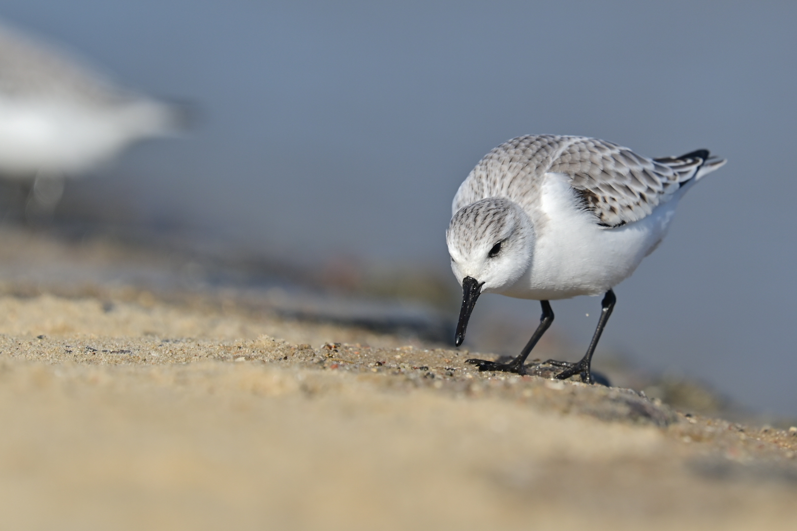 Sanderling