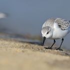 Sanderling