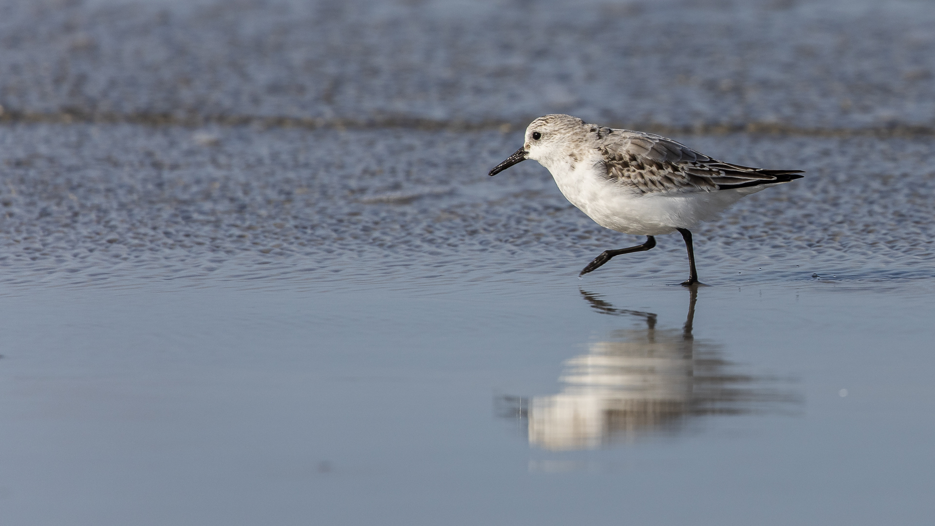 Sanderling Foto & Bild meer, natur, strand Bilder auf