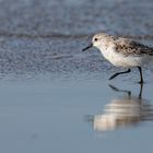 Sanderling