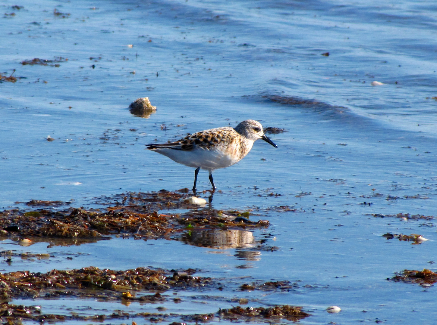 Sanderling am Fanö Strand...