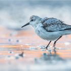 Sanderling am frühen Morgen